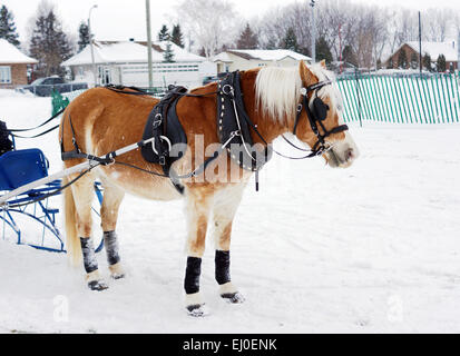 Haflinger Pferd ziehen Schlitten für Winter Hindernis Kegelfahren Stockfoto