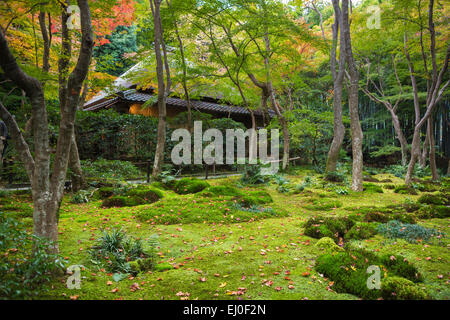 Gio-Ji, Japan, Asien, Kyoto, Landschaft, Tempel, Arashiyama, Herbst, Garten, grün, Momiji, Moos, keine Menschen, Tourismus, Reisen Stockfoto