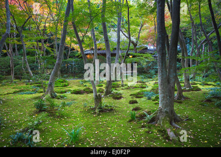 Gio-Ji, Japan, Asien, Kyoto, Landschaft, Tempel, Arashiyama, Herbst, Garten, grün, Momiji, Moos, keine Menschen, Tourismus, Reisen Stockfoto