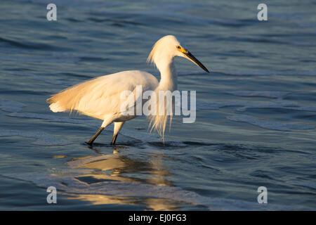 Profil von Seidenreiher Jagd auf das blaue Meerwasser Stockfoto