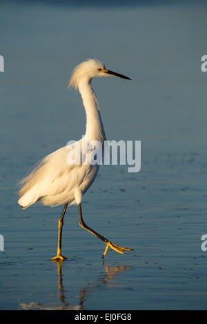 Seidenreiher Profil auf dem blauen Meer Ufer Wasser gehen Stockfoto