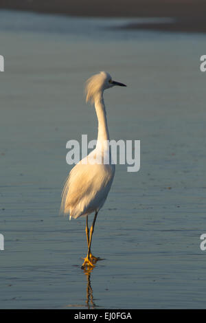 Seidenreiher auf dem blauen Meer Ufer Wasser gehen Stockfoto