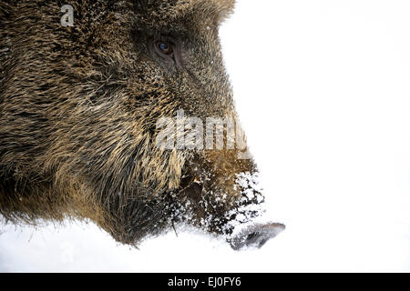 Wildschwein, Tier, Sus Scrofa Scrofa, Sau, Wildschweine, schwarze Spiel, Schweine, Schwein, Wirbeltiere, Säugetiere, echte Schweine, Schweine, Winter, Keim Stockfoto