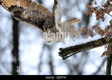 Adler, Eule, Bubo Bubo, Eule, Eulen, Griffin, greife, Nacht greife, Greifvogel, Greifvögel, Vogel, Vögel, Bussarde, Nacht Stockfoto