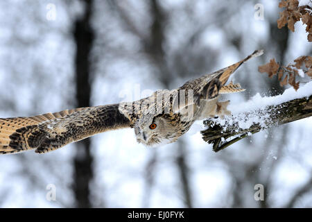 Adler, Eule, Bubo Bubo, Eule, Eulen, Griffin, greife, Nacht greife, Greifvogel, Greifvögel, Vogel, Vögel, Bussarde, Nacht Stockfoto