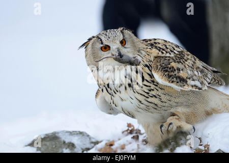Adler, Eule, Bubo Bubo, Eule, Eulen, Griffin, greife, Nacht greife, Greifvogel, Greifvögel, Vogel, Vögel, Bussarde, Nacht Stockfoto