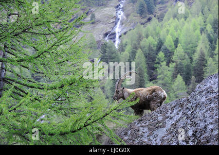 Steinbock, Steinbock, Nanny Bergziege, Klauentieren Tier, Ruminat, Hörner, Horntiere, Capra Ibex, Berge, Hörner, Tiere, Wild Stockfoto