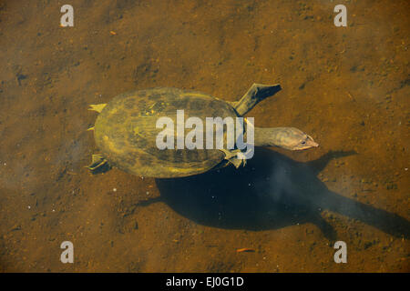 USA, Florida, Palm Beach County, Delray Beach, Wakodahatchee, Feuchtgebiete, Schildkröte Stockfoto