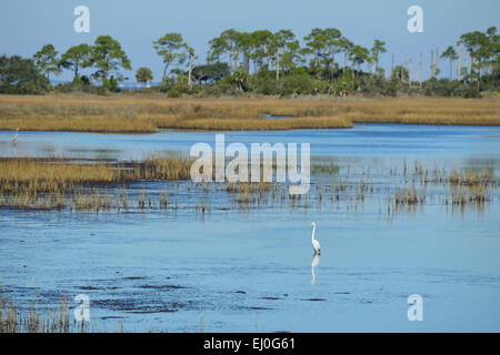 USA, Florida, Golf-Grafschaft, Golf von Mexiko, St. Joseph Bay State Puffer Preserve Stockfoto