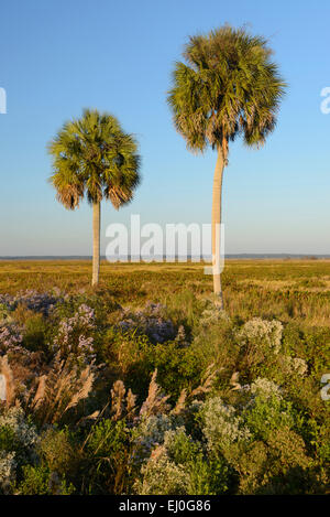 USA, Florida, Alachua County, Paynes Prairie zu bewahren, State Park in der Nähe von Gainesville Stockfoto