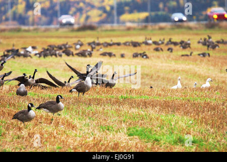 Kanadischen und Schneegänse Landung in einem Feld in der Nähe der Straße Stockfoto