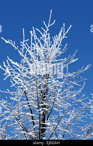 Baum krabbelt in Frost oder Schneeflocken bedeckt Stockfoto