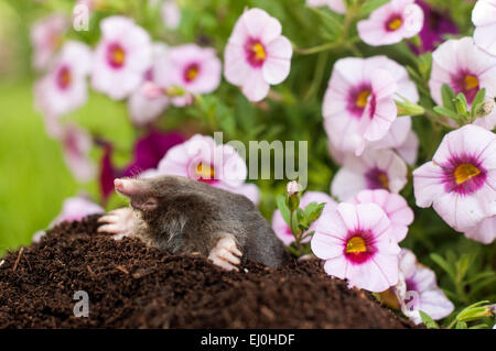 Maulwurf im Boden Loch vor Blumen Stockfoto