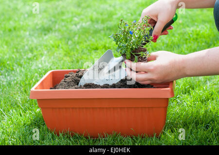 Frau eine Blume in einen Topf gepflanzt. Frau mit einem Garten Schaufel und eine Blume mit Root. Stockfoto