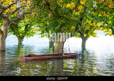 Boot auf eine Überschwemmung, Maggiore mit Baumbestand in Ascona in der Schweiz. Stockfoto