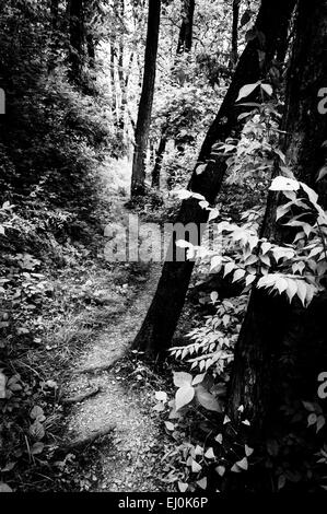 Bäume auf einem Weg durch üppige grüne Wald im Codorus State Park, Pennsylvania. Stockfoto