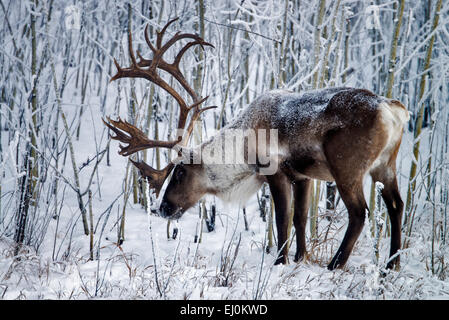 Holz, Caribou, Rangifer Tarandus Caribou, Yukon, Kanada, Wildtiere, Preserve, Tier, Winter Stockfoto