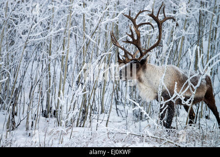 Holz, Caribou, Rangifer Tarandus Caribou, Yukon, Kanada, Wildtiere, Preserve, Tier, Winter Stockfoto