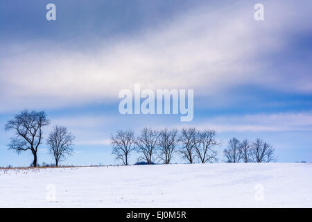 Bäume auf dem Schnee bedeckt Feld in ländlichen Adams County, Pennsylvania. Stockfoto