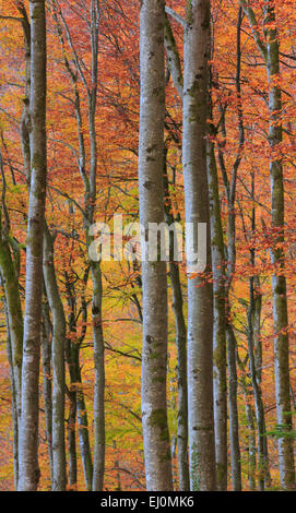 Baum, Stamm, Blatt, Blätter, Buche, Buchenwald, Bäume, Detail, Herbst, Hintergrund, Laub, Laub Baum, Laubwald, patte Stockfoto