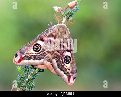 Kaiser Moth(Saturnia pavonia) auf Heidekraut, April, Irland Stockfoto