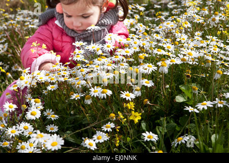 Zwei Jahre und ein halbes altes Kleinkind Mädchen sitzen im Feld daisy Stockfoto