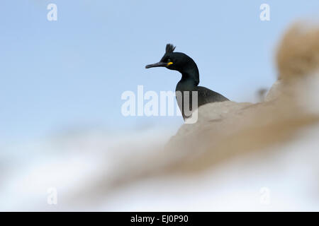 Europäische Shag (Phalacrocorax Aristotelis) sitzen im Schnee gegen blauen Himmel, mit geringen Schärfentiefe Varanger-Halbinsel, nicht Stockfoto