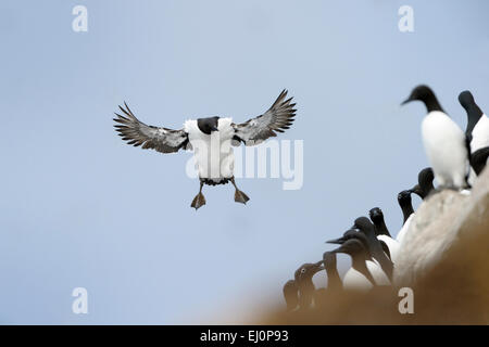 Guillemot (Uria Aalge) im Flug, Landung auf der Klippe mit Gruppe von Guillemot (Uria Aalge) im Vordergrund, Varanger-Halbinsel Stockfoto