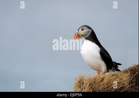 Papageitaucher (Fratercula Arctica) ruht auf einem grasbewachsenen Felsen, Varanger-Halbinsel, Norwegen. Stockfoto