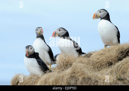 Gruppe der Papageitaucher (Fratercula Arctica) ruht auf einem grasbewachsenen Felsen, Varanger-Halbinsel, Norwegen. Stockfoto