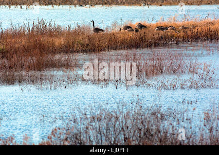 Eine Gruppe kanadische Gänse Rast auf einer grasigen Damm an einem Teich im central Indiana. Stockfoto