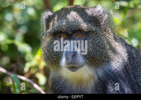 Affen, Afrika, Arusha, Nationalpark, Guenon, Affen, Primaten, Reisen, Savanne, Säugetiere, Tansania, Ostafrika, Wilde Tiere Stockfoto