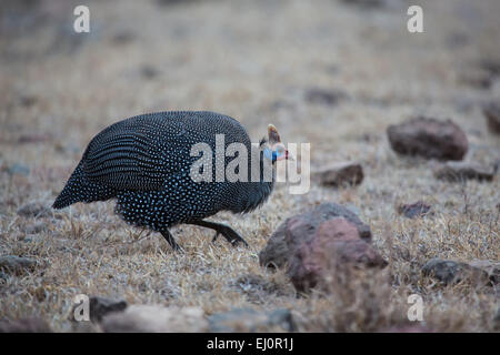 Afrika, Helm-Perlhuhn, Numida Meleagris, Perlhuhn, Ngorongoro Conservation Area, Schutzbereich, Ngorongoro Krater, gui Stockfoto