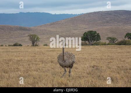 Afrika, afrikanisch, Strauß, Ngorongoro, Naturschutzgebiet, Schutzbereich, Ngorongoro Krater, Reisen, Savanne, Strauß, Tansania, Stockfoto