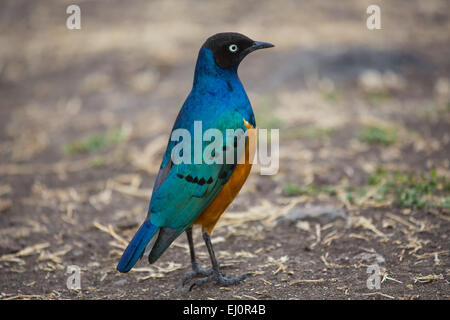 Afrika, superb Starling, Glanzstare Superbus, Ngorongoro, Naturschutzgebiet, Schutzbereich, Ngorongoro Krater, Reisen, Savann Stockfoto