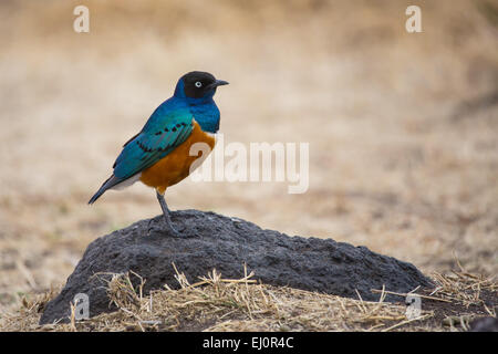 Afrika, superb Starling, Glanzstare Superbus, Ngorongoro, Naturschutzgebiet, Schutzbereich, Ngorongoro Krater, Reisen, Savann Stockfoto