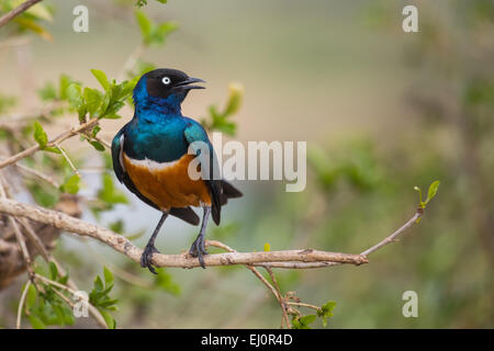 Afrika, superb Starling, Glanzstare Superbus, Ngorongoro, Naturschutzgebiet, Schutzbereich, Ngorongoro Krater, Reisen, Savann Stockfoto