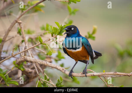 Afrika, superb Starling, Glanzstare Superbus, Ngorongoro, Naturschutzgebiet, Schutzbereich, Ngorongoro Krater, Reisen, Savann Stockfoto