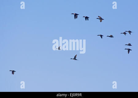 Eine gemischte Gruppe von Enten fliegt über einen Teich in zentralen Indiana. Stockfoto