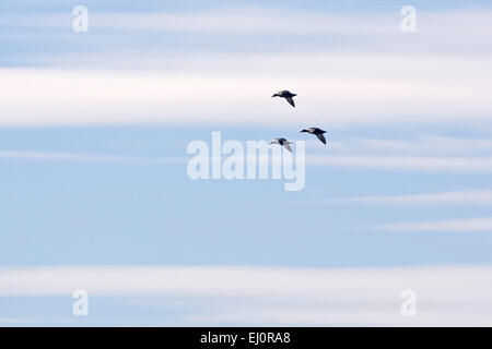 Eine Gruppe von drei Enten fliegen in einem teilweise bewölkten Himmel in zentralen Indiana. Stockfoto