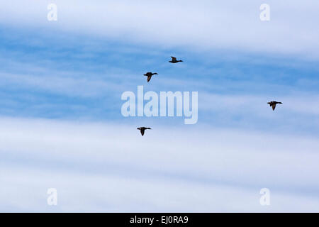 Eine kleine Gruppe von teilweise Silhouette Enten fliegen in zentralen Indiana. Stockfoto