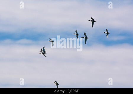 Eine Gruppe von rothaarig Enten im Flug im zentralen Indiana. Stockfoto