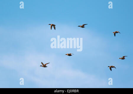 Eine Gruppe von Enten fliegen in einem teilweise bewölkten Himmel in zentralen Indiana. Stockfoto