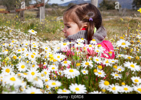 Zwei Jahre und ein halbes altes Kleinkind Mädchen sitzen im Feld daisy Stockfoto