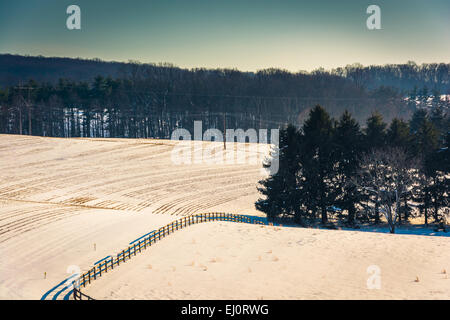 Blick auf Pinien in einer verschneiten Hof-Feld im ländlichen York County, Pennsylvania. Stockfoto