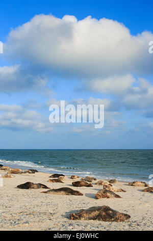 Deutschland, Europa, Halichoerus Grypus, Helgoland, Düne, Himmel, Insel, Insel, Kegelrobben, Kolonie, Küste, Meer, Meeressäuger, Natur, Nr. Stockfoto