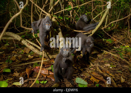 Im Wald von Tangkoko, Nord-Sulawesi, Indonesien, sehen junge Celebes-Schürzenmakaken (Macaca nigra) merkwürdigerweise vor der Kamera aus. Stockfoto