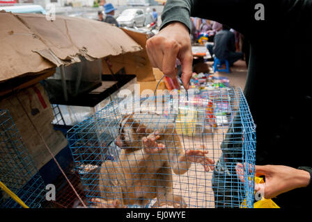 Ein Tierverkäufer am Straßenrand in der Nähe eines Tiermarktes, der auch Wildtiere und geschützte Arten, einschließlich Slow Loris (abgebildet), in Jakarta, Indonesien, verkauft. Stockfoto