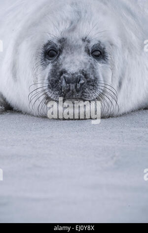 Deutschland, Halichoerus Grypus, Helgoland, Helgoland Düne, Helgoland Düne, Insel, Insel, Düne, jung, neu, Jung Tier, Kegel-Dichtung, Stockfoto