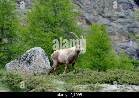 Steinbock, Steinbock, Nanny Bergziege, Ruminat, Horntiere, Boviden, Deutschland, Berge, Hörner, Tiere, Capra Ibex, wildes Tier, Stockfoto